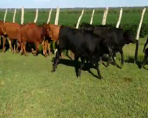 Lote 195 Terneros/as en Santa Elena, Entre Ríos