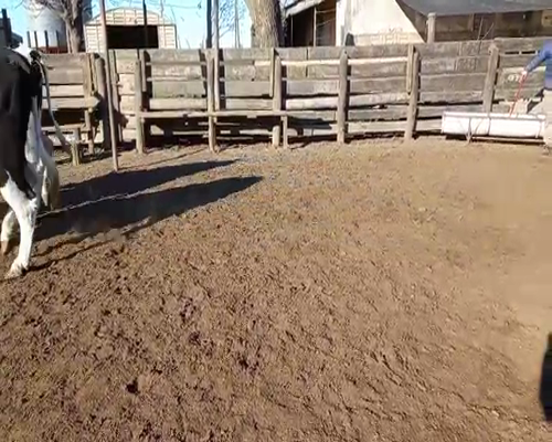 Lote VAQUILLONAS PREÑADAS