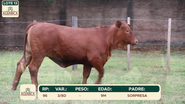 Lote LOTE 13