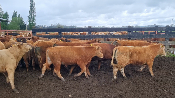Lote 52 Ternero en Vilcún, IX Región Araucanía