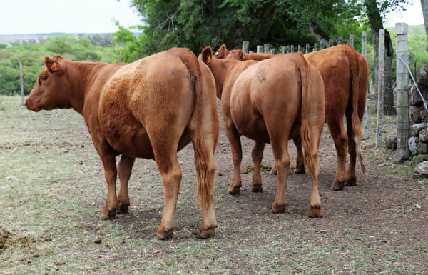 Lote Vaquillonas Angus Entoradas
