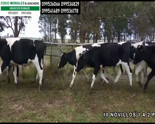 Lote 10 Novillos en Cuchilla del Perdido, Soriano