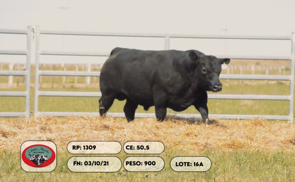 Lote 2 Toros, Artigas