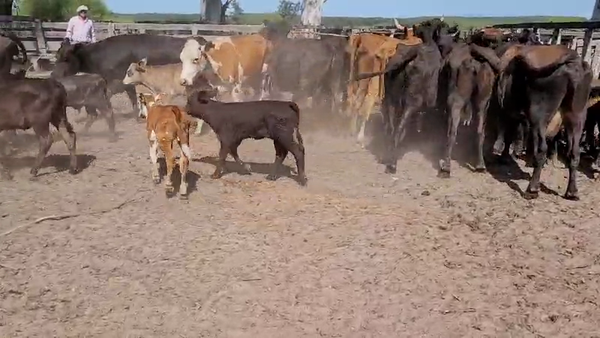 Lote 40 Vacas CUT con cría en Federación, Entre Ríos
