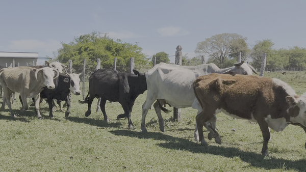 Lote 37 Vacas de invernar