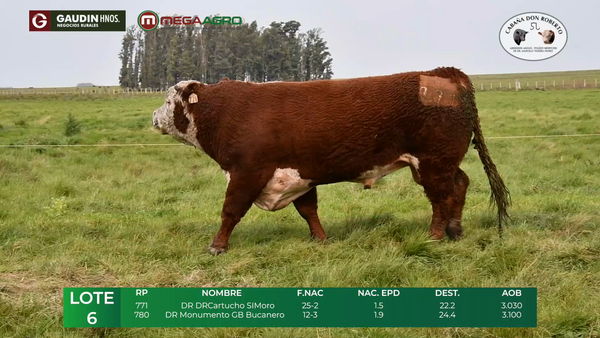 Lote LOTE 6        POLLED HEREFORD    2 1/2  años