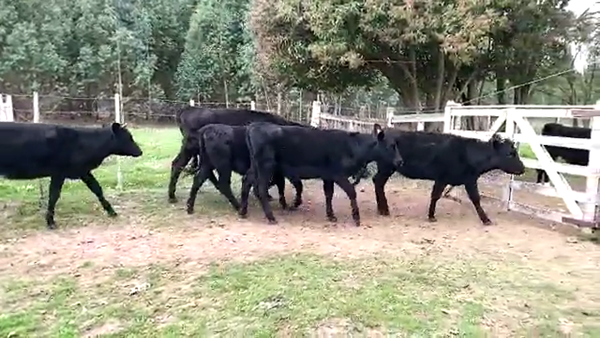 Lote VAQUILLONAS 1 A 2 AÑOS