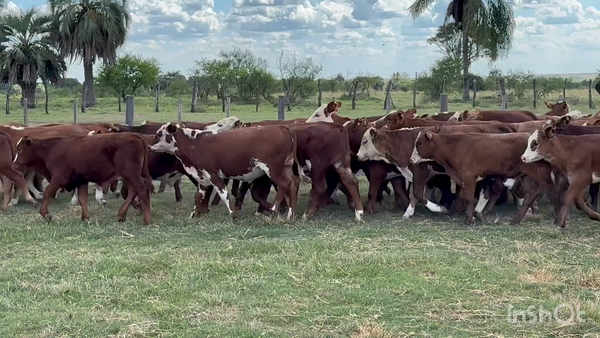 Lote 154 Terneros en Corrientes, Perugorría