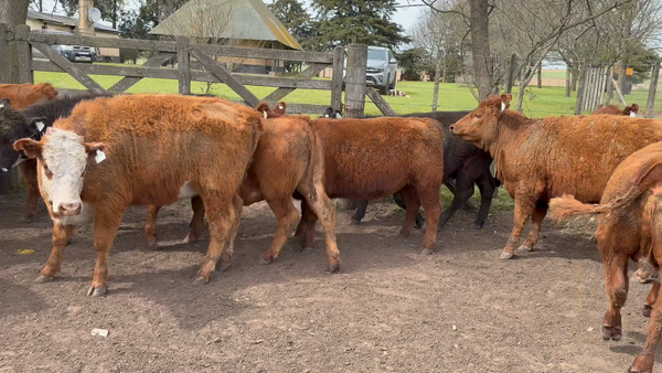 Lote 60 Vaquillonas en Azul