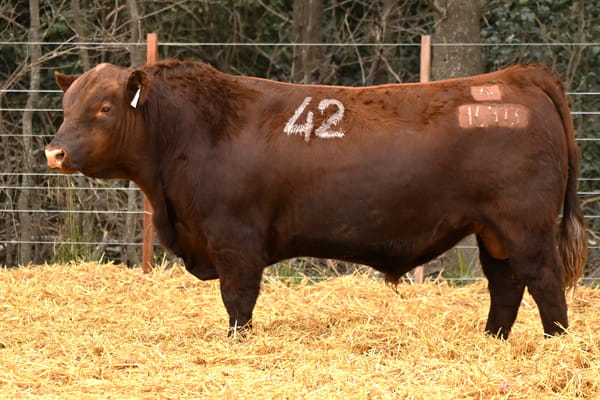 46413 — TOROS ANGUS PC