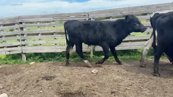 Lote NOVILLOS 1 a 2 AÑOS