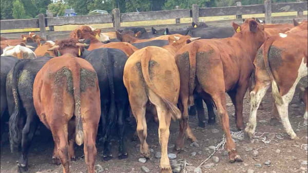 Lote 50 Novillo Engorda en Río Bueno, XIV Región Los Ríos