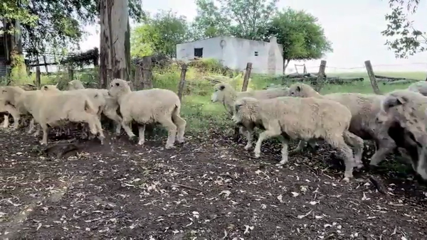 Lote OVEJAS