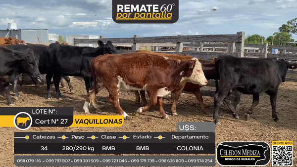 Lote 34 Vaquillonas  en Nueva Helvecia, Colonia