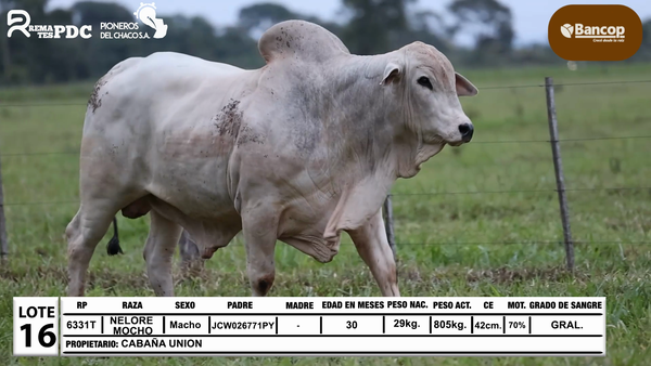 Lote Lote 16