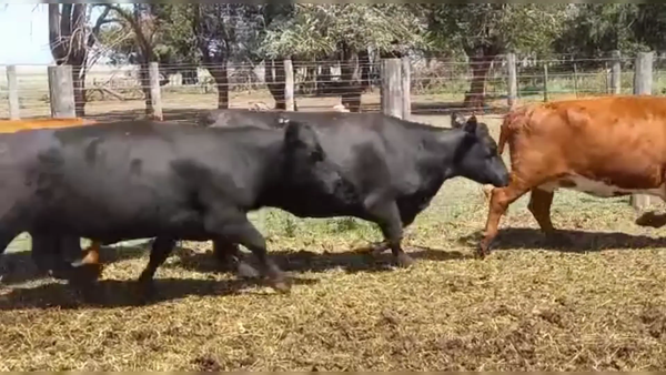 Lote 35 VC. PREÑ., CORONEL SUAREZ, PCIA. DE BS. AS.