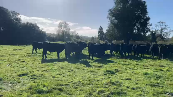 Lote 55 Novillo Engorda en Fresia, X Región Los Lagos
