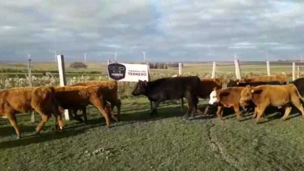 Lote 15 Terneros Cruza Carnicera 127kg -  en Parada fariña