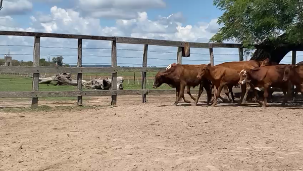 Lote 12 Terneros