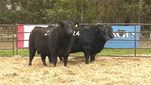 Lote TOROS ANGUS NEGROS PC