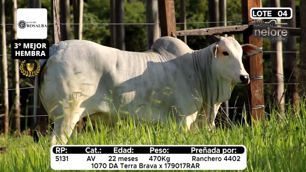 Lote Nacional Nelore Campo - Lote 4