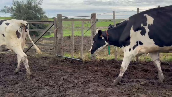 Lote 6 Vaca, San José