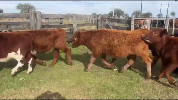 Lote TERNEROS