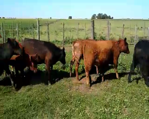 Lote 37 Terneros/as en Pehuajó, Buenos Aires