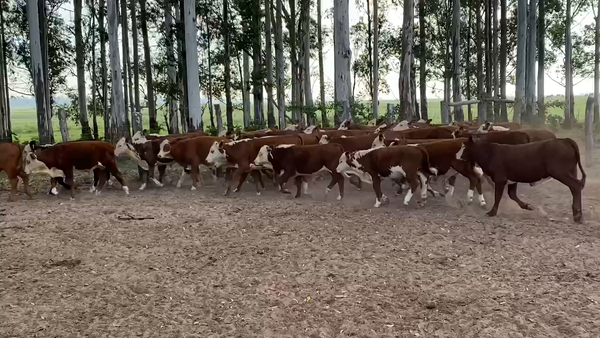 Lote 75 Terneros en Esquina, Corrientes