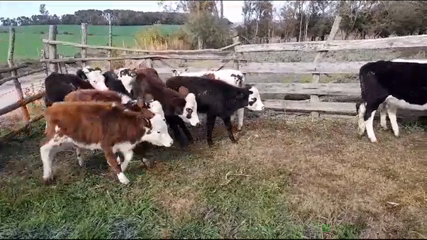 Lote (Vendido)12 Terneros y Terneras NORMANDO/ HEREFORD 140kg -  en VIBORAS Y VACAS