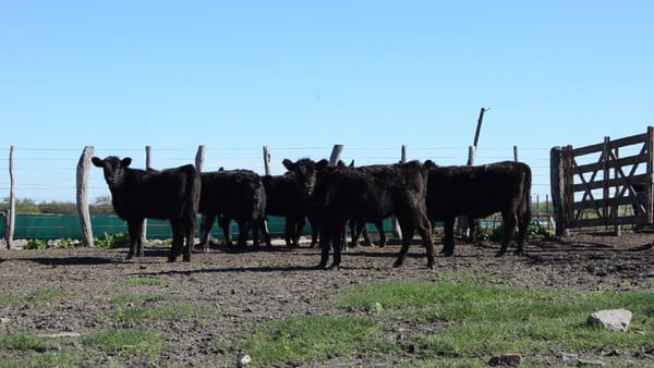 Lote SERVIS SA: 10 vaquillas generales p/servicio