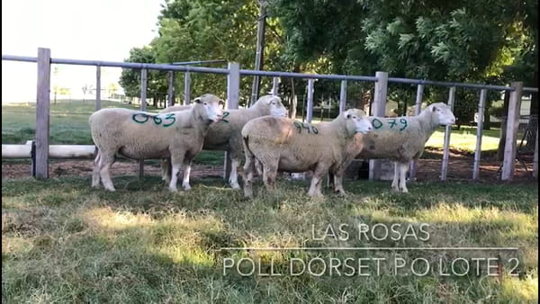 Lote 4 carneros PO