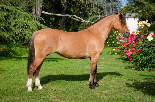 Lote QUELEN AZALEA