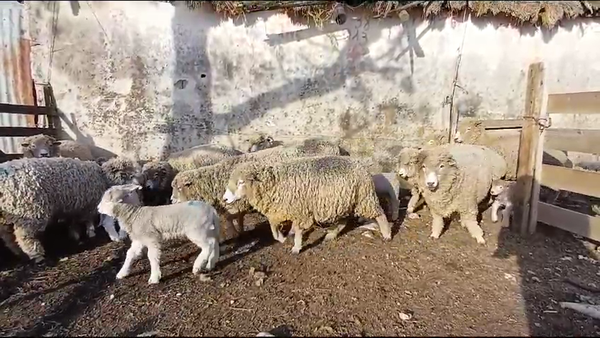 Lote (Vendido)42 Piezas de cría CORRIEDALE en ZANJA HONDA