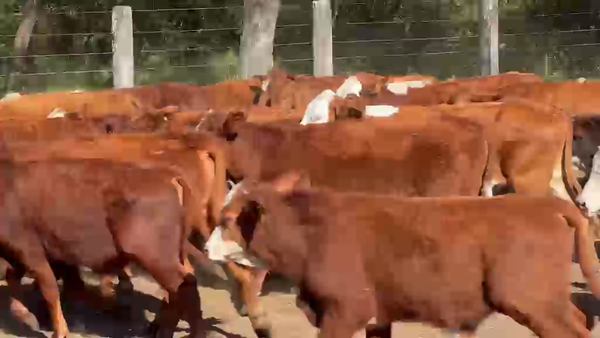 Lote 100 Terneros
