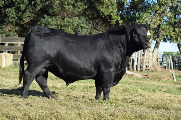 Lote 573 COURAGE MANA (negro)