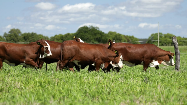 Lote Vaquilla Para Servicio