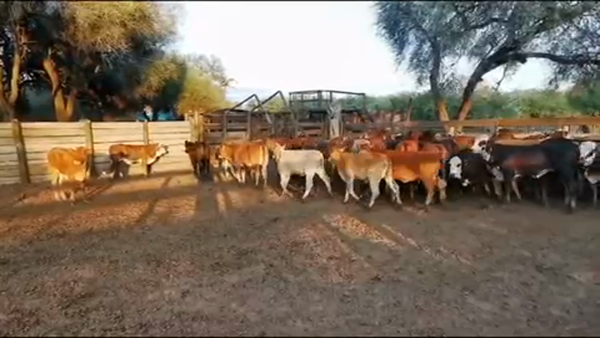 Lote 75 Terneras en Juan José Castelli, Chaco