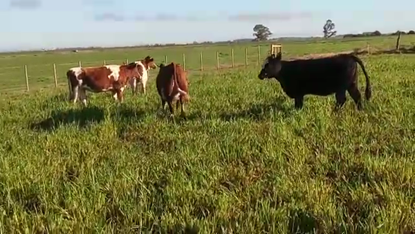 Lote 4 Vaquillonas 1 a 2 años 430kg - , San José