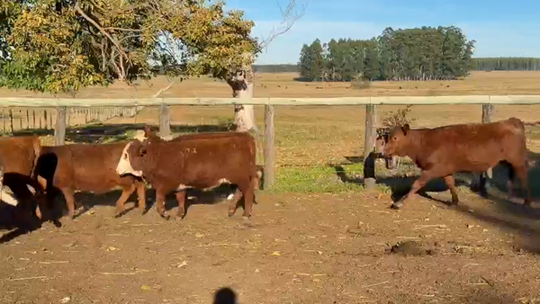 Lote 40 Terneras en Corrientes, Juan Pujol