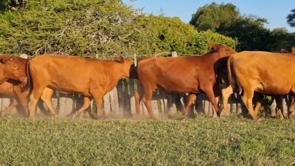 Lote 20 Vaquillonas C/ gtia de preñez