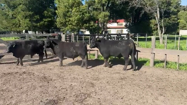 Lote TOROS PUROSCONTROLADOS SANTA MARTA