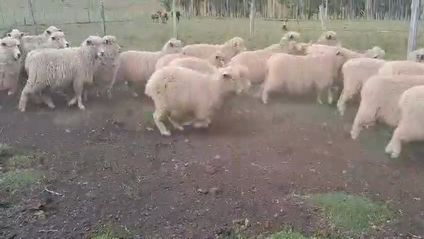 Lote OVEJAS