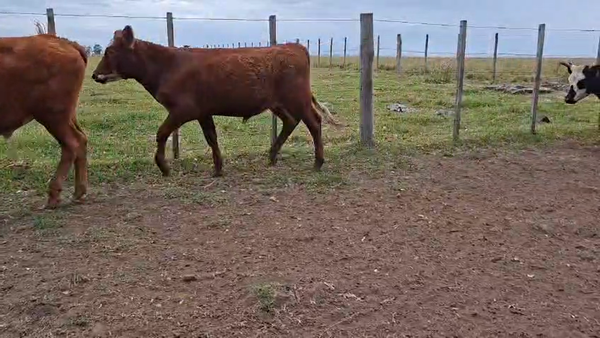 Lote NOVILLOS