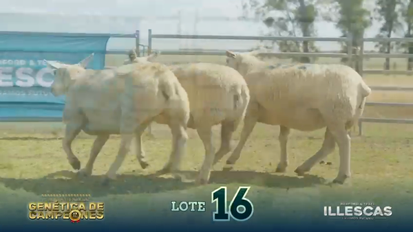 Lote LOTE 16