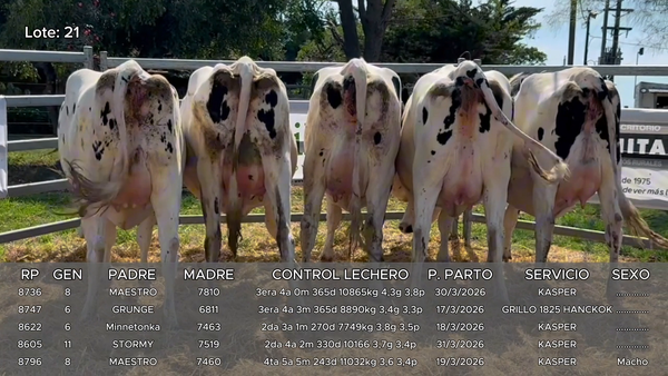 Lote Vacas