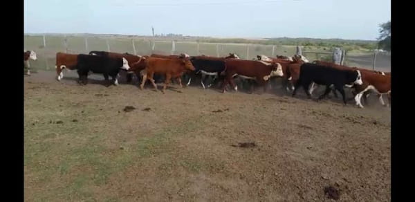 Lote 180 Terneros/as en Villaguay, Entre Ríos