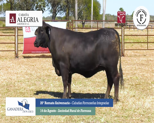 Lote ALEGRIA 5284 I