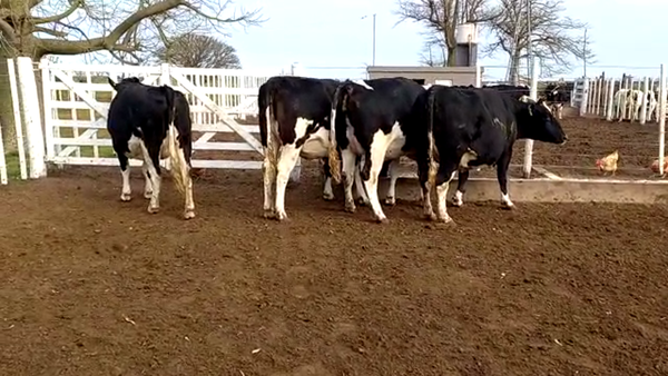 Lote Marisel Peretti