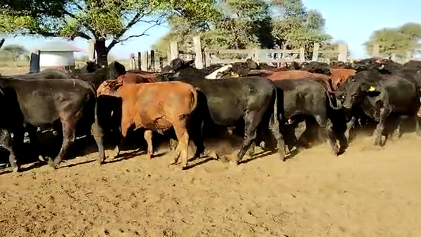 Lote 80 Novillitos en Vilelas, Santiago del Estero